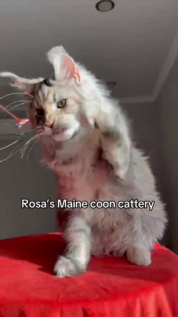 @Rosa&rsquo;s maine coon in Texas🧛