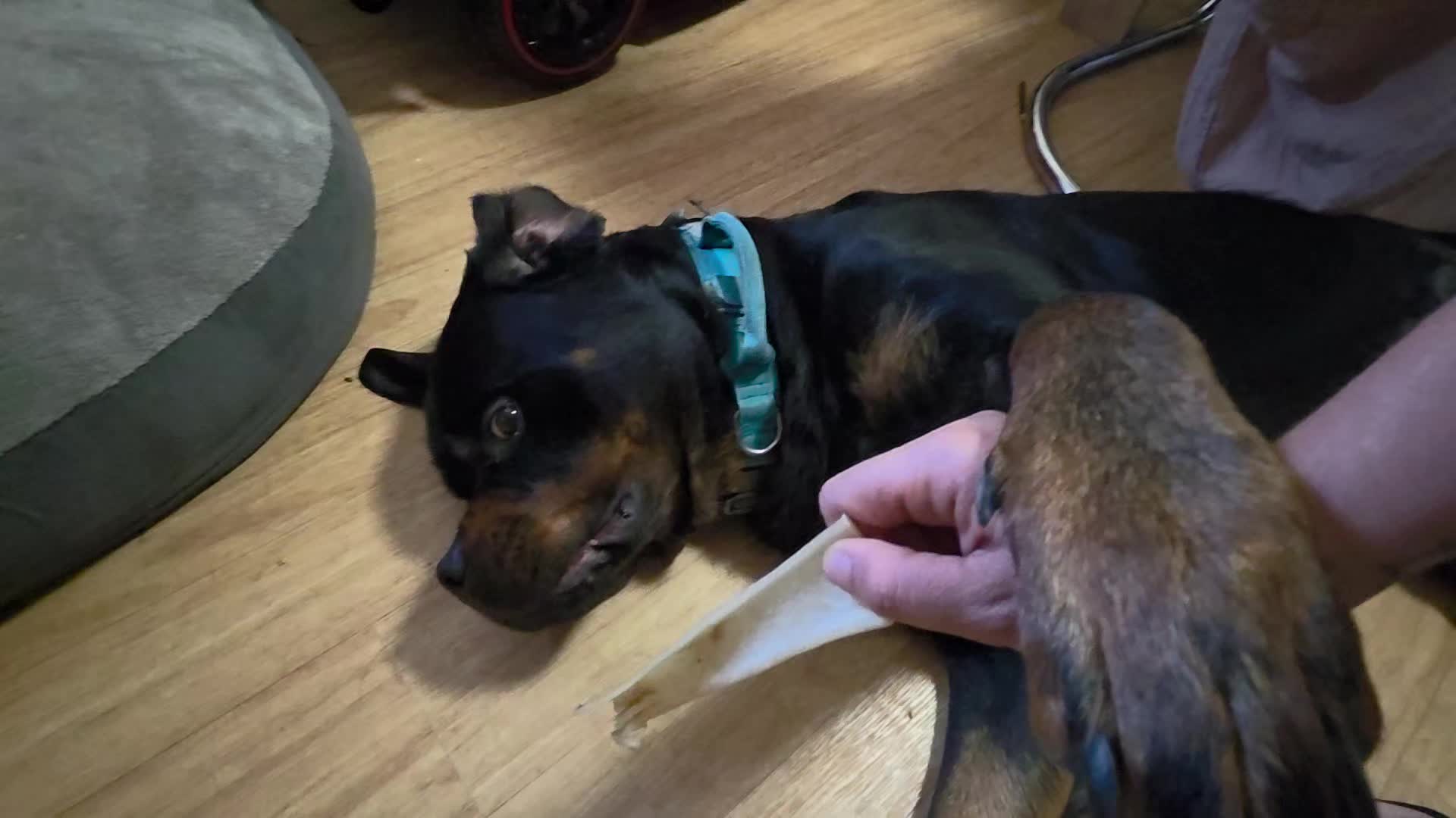 @Loki der Rottweiler