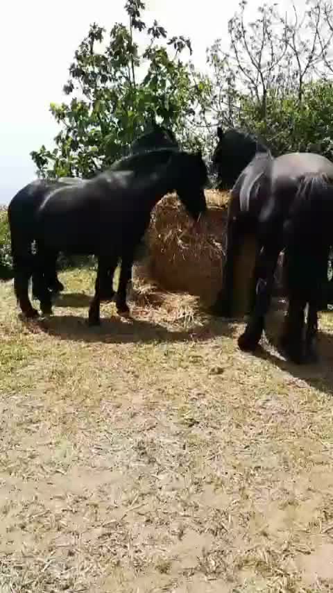 @DIFESA RANCH💥🐴🐴