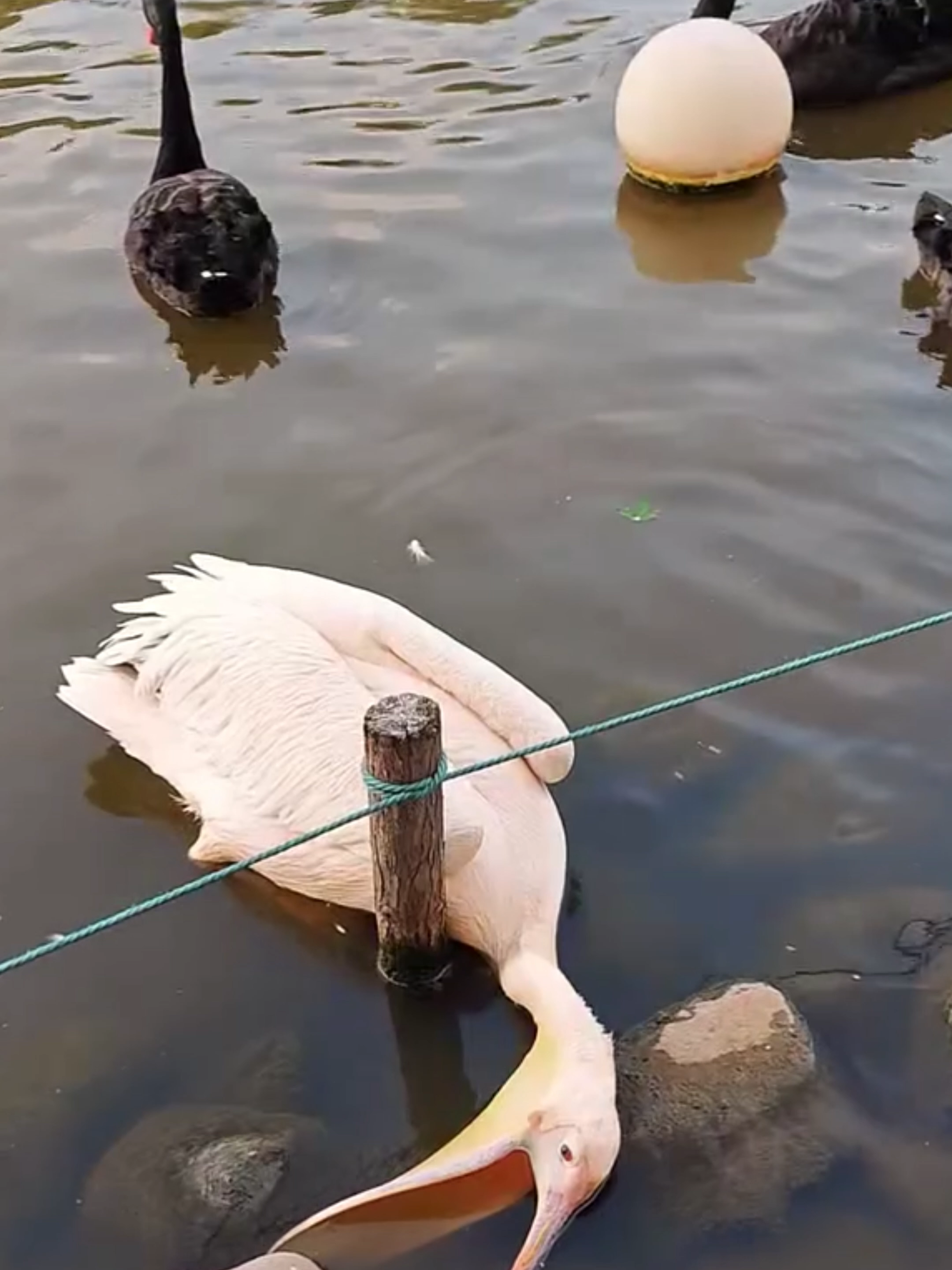 @Mundo dos Animais