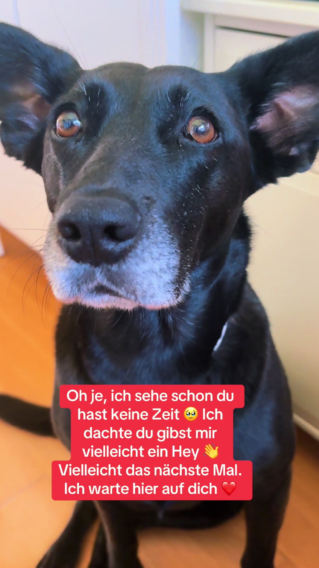 @BLACKY 🐶🐾