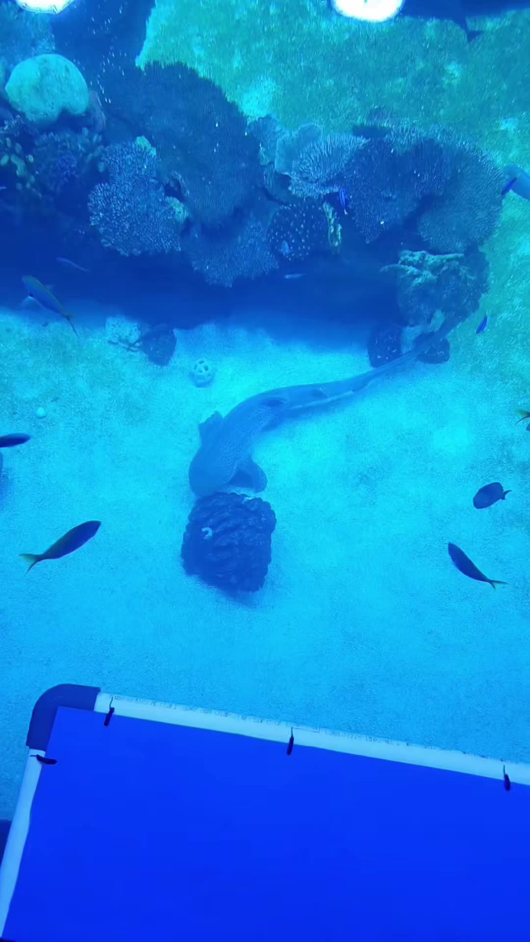 @Cuttle Aquarist