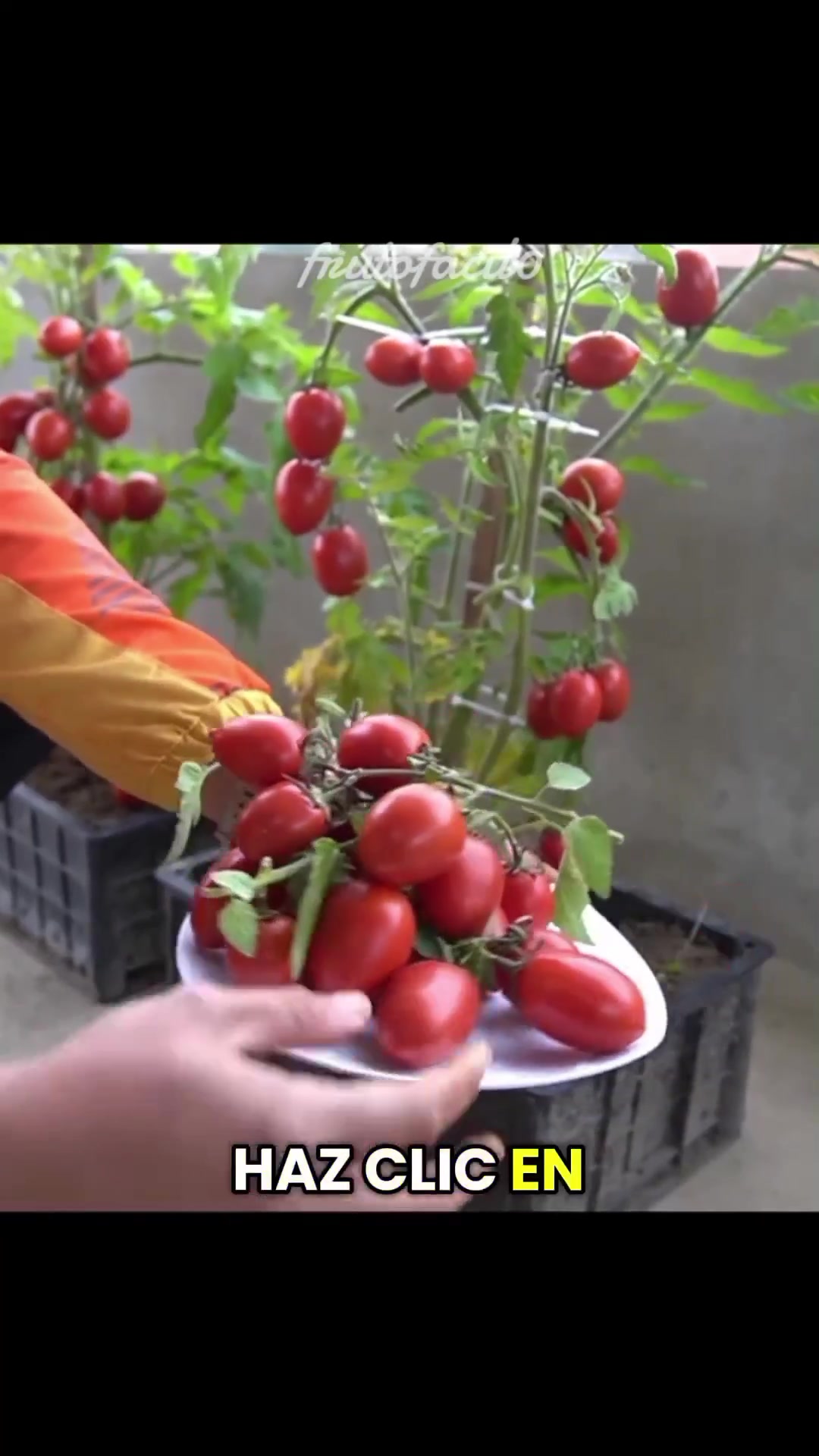 @Grow Garden
