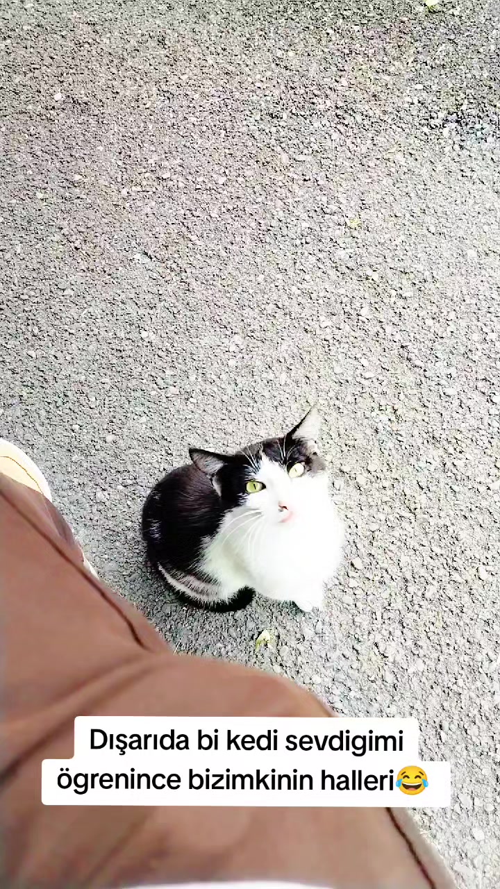 @Kedi_BULUT
