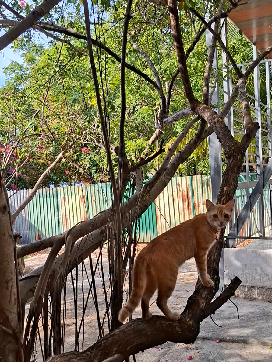 @Yêu chó mèo thích nuôi cá