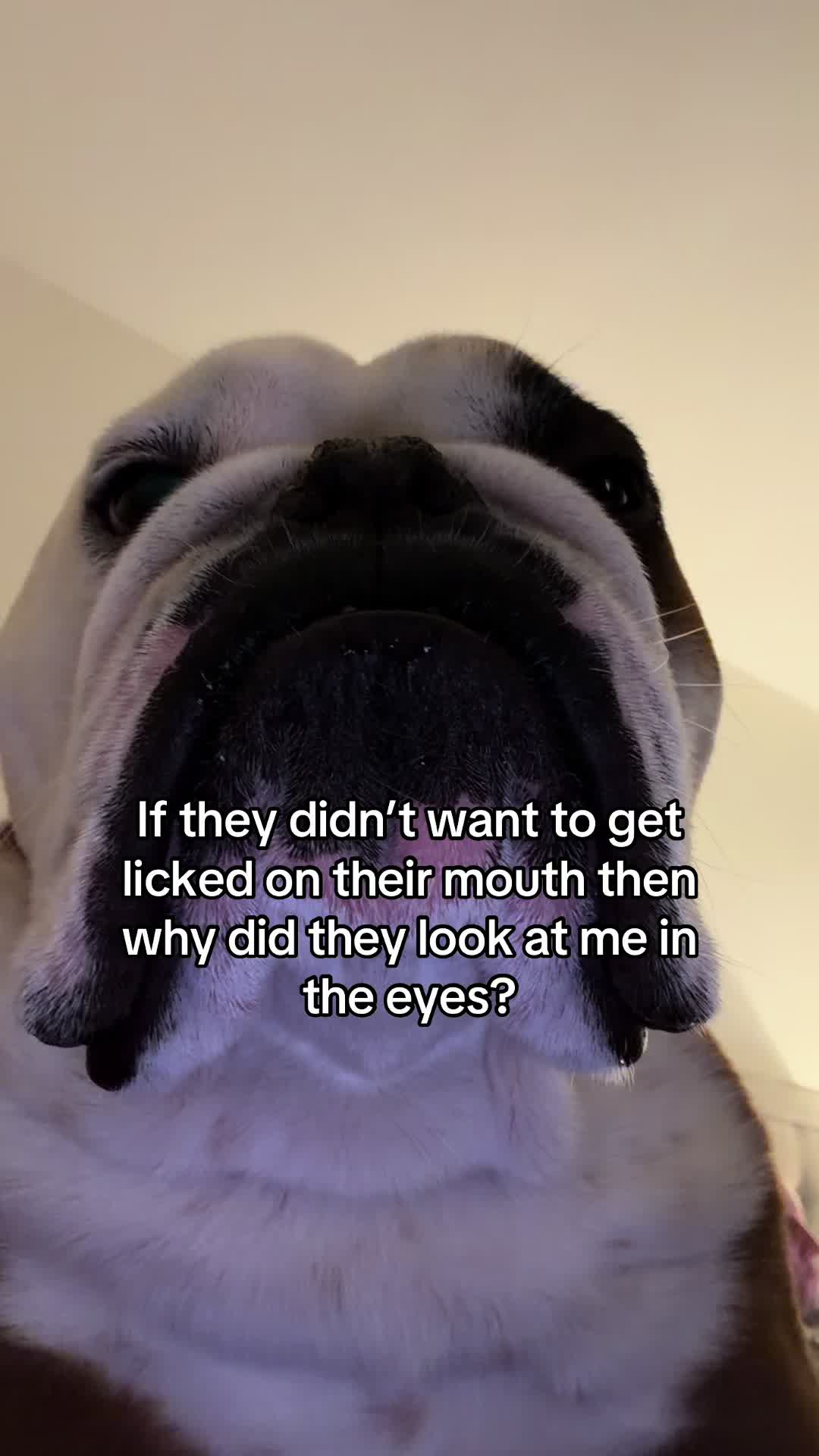 @Poptart The Bulldog
