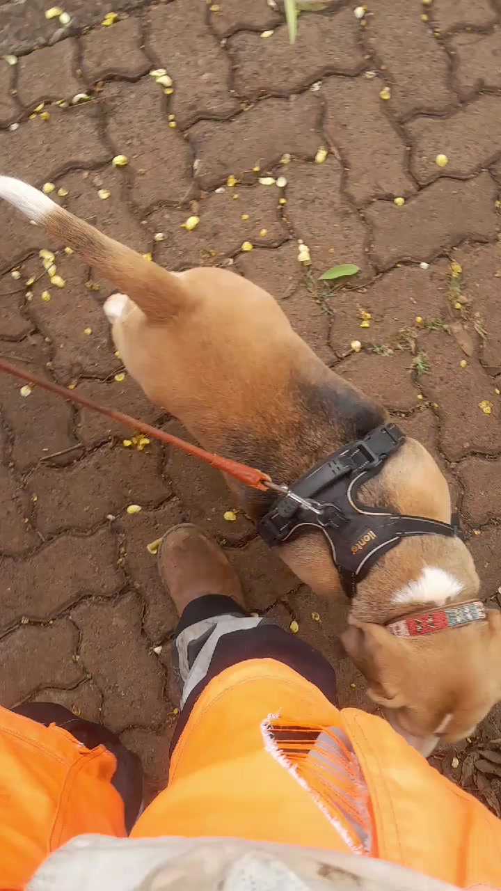 @Orimbajnrkennels