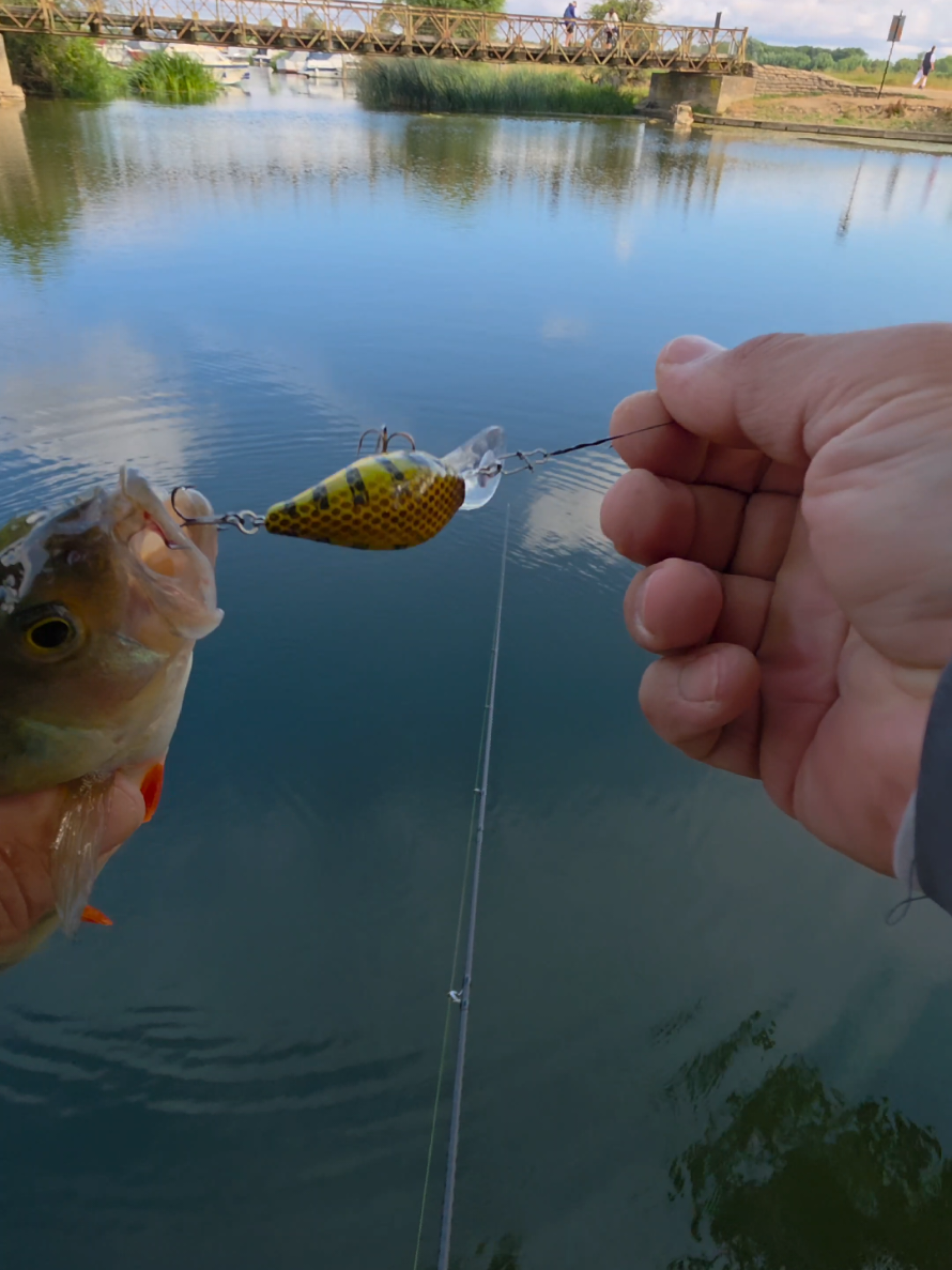 @BF Angler