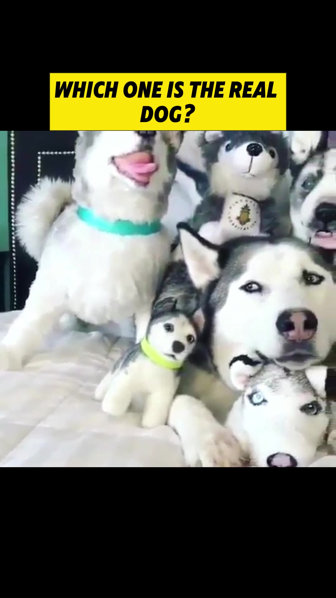 @cute dogs channel