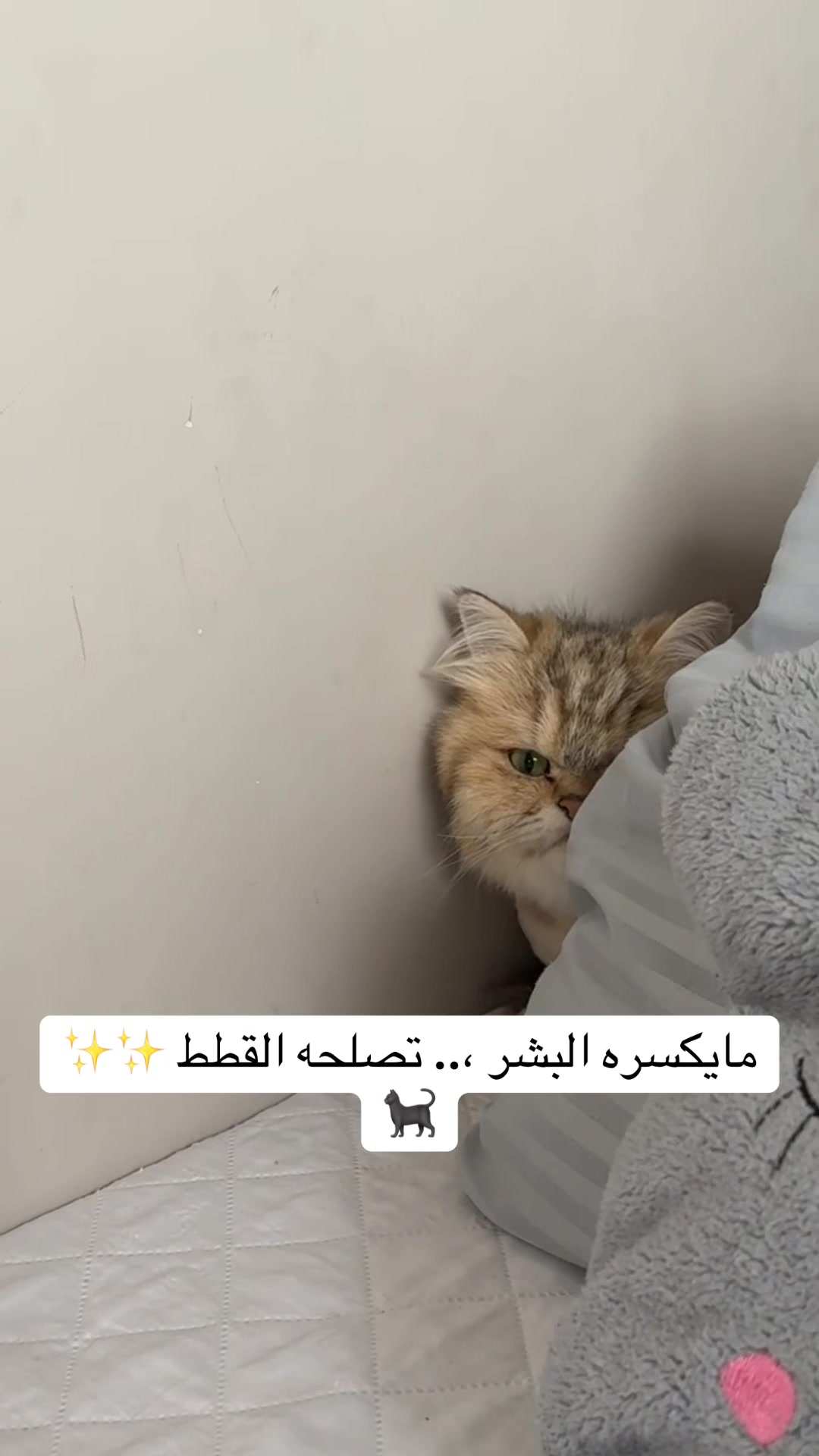 @fatmaalhalibi