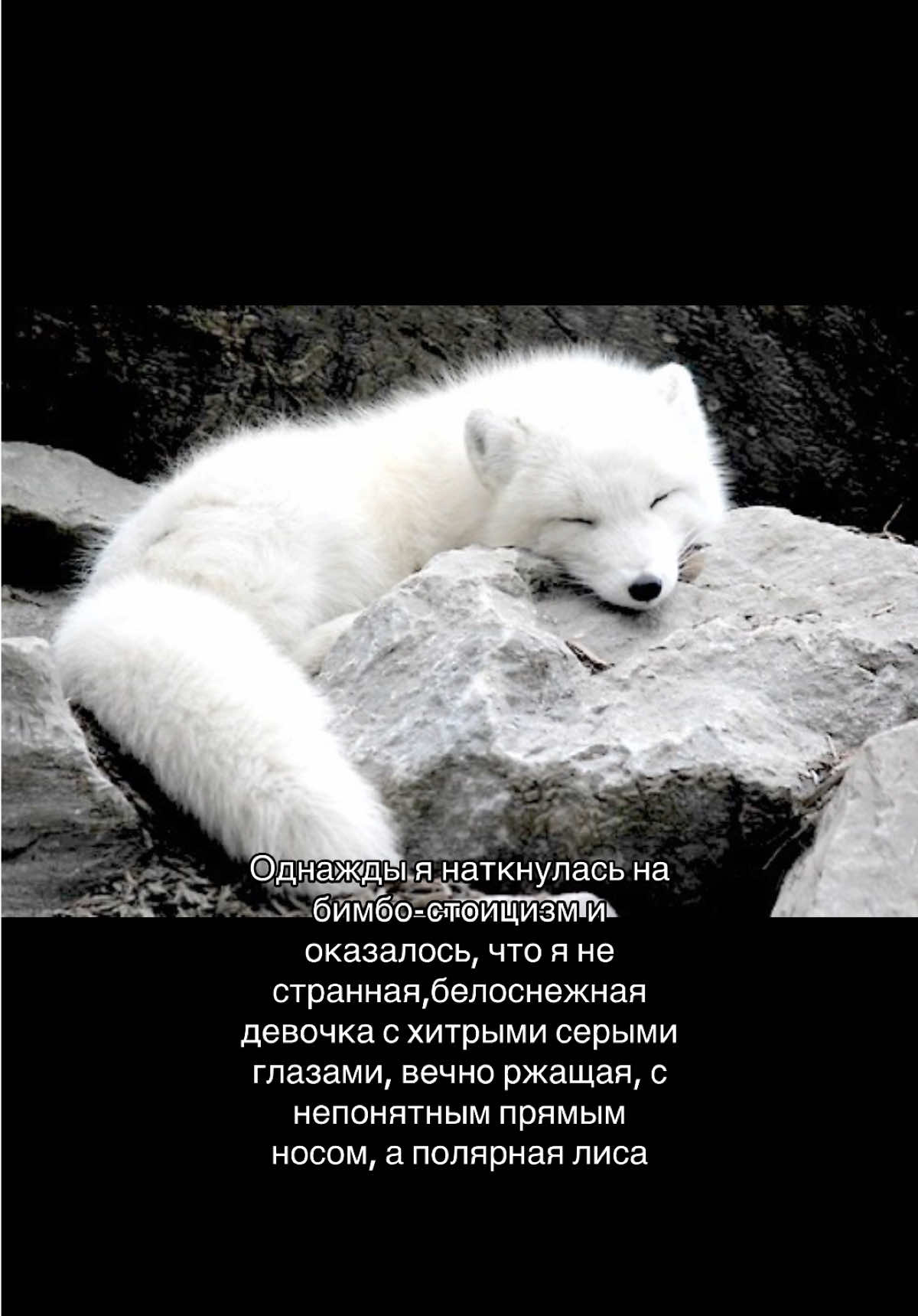 @чихуахуа