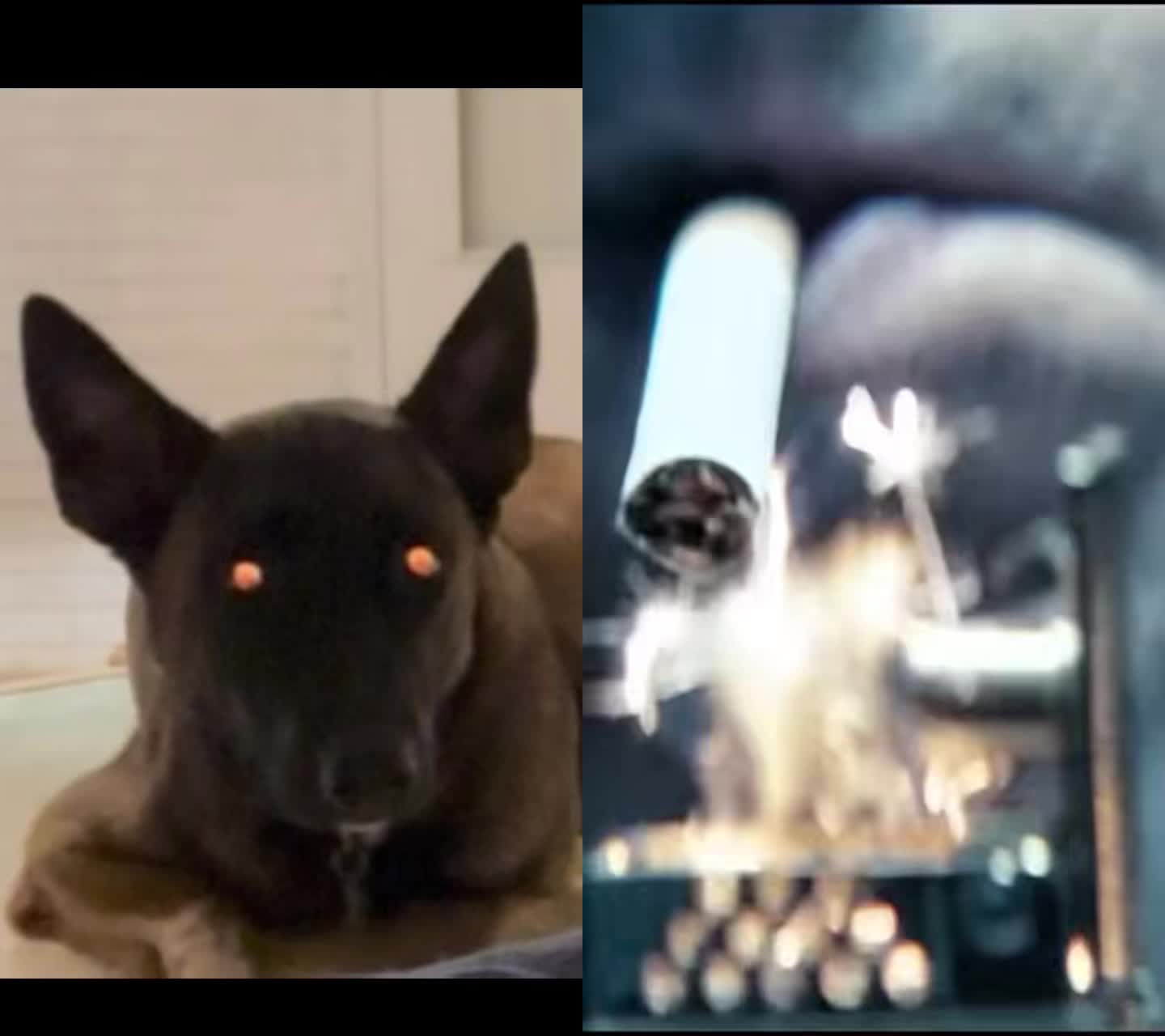 @Michigan_Malinois_1817