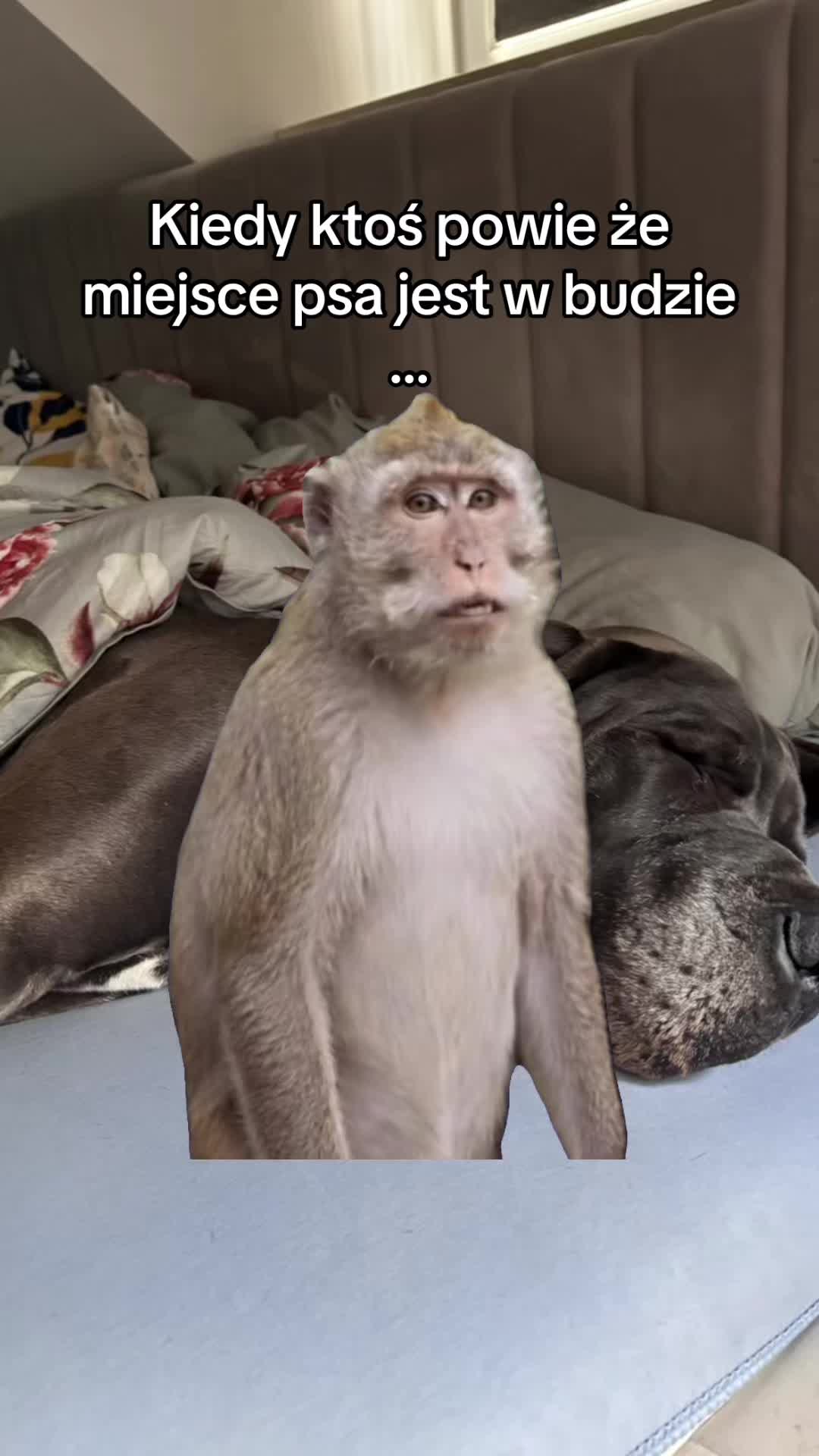 @It&rsquo;s a dog