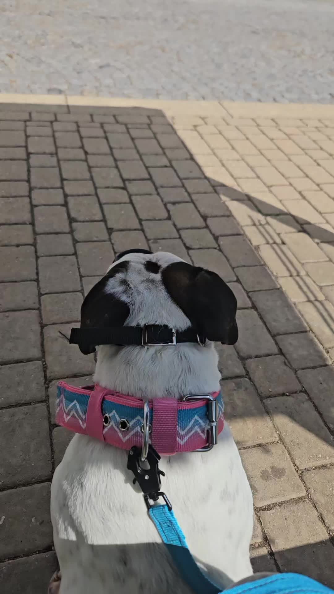 @🐾✨️н&alpha;&rho;&rho;у&rho;&alpha;&omega;ѕ&cent;ℓ&upsilon;в✨️🐾