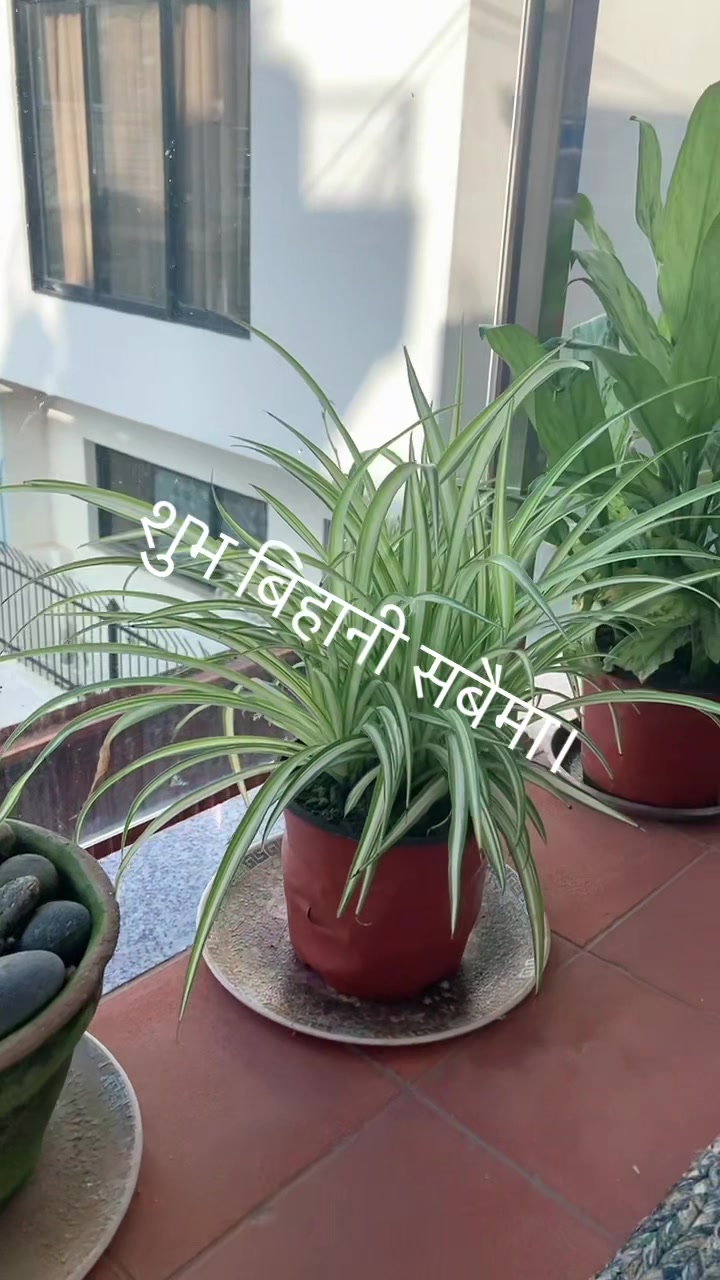 @Manaka Thapa