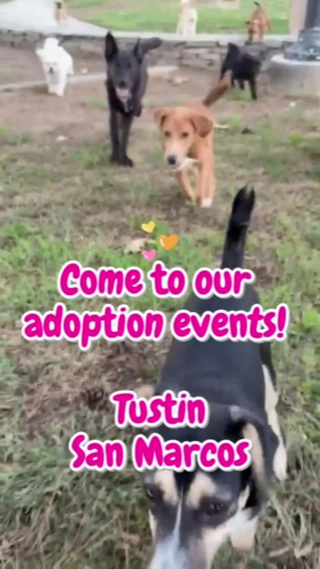 @Amazing Dogs Rescue