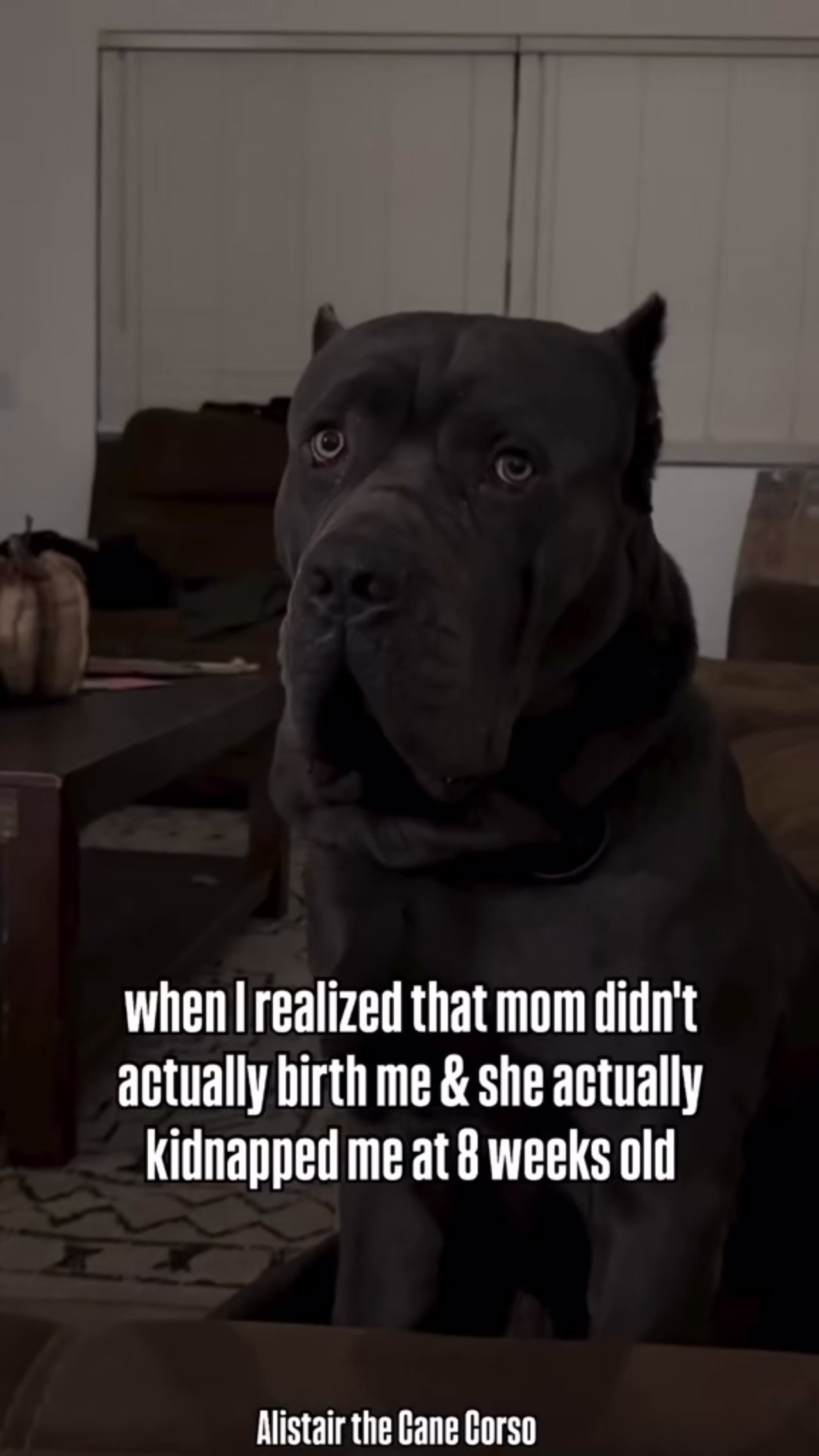 @Alistair the Cane Corso