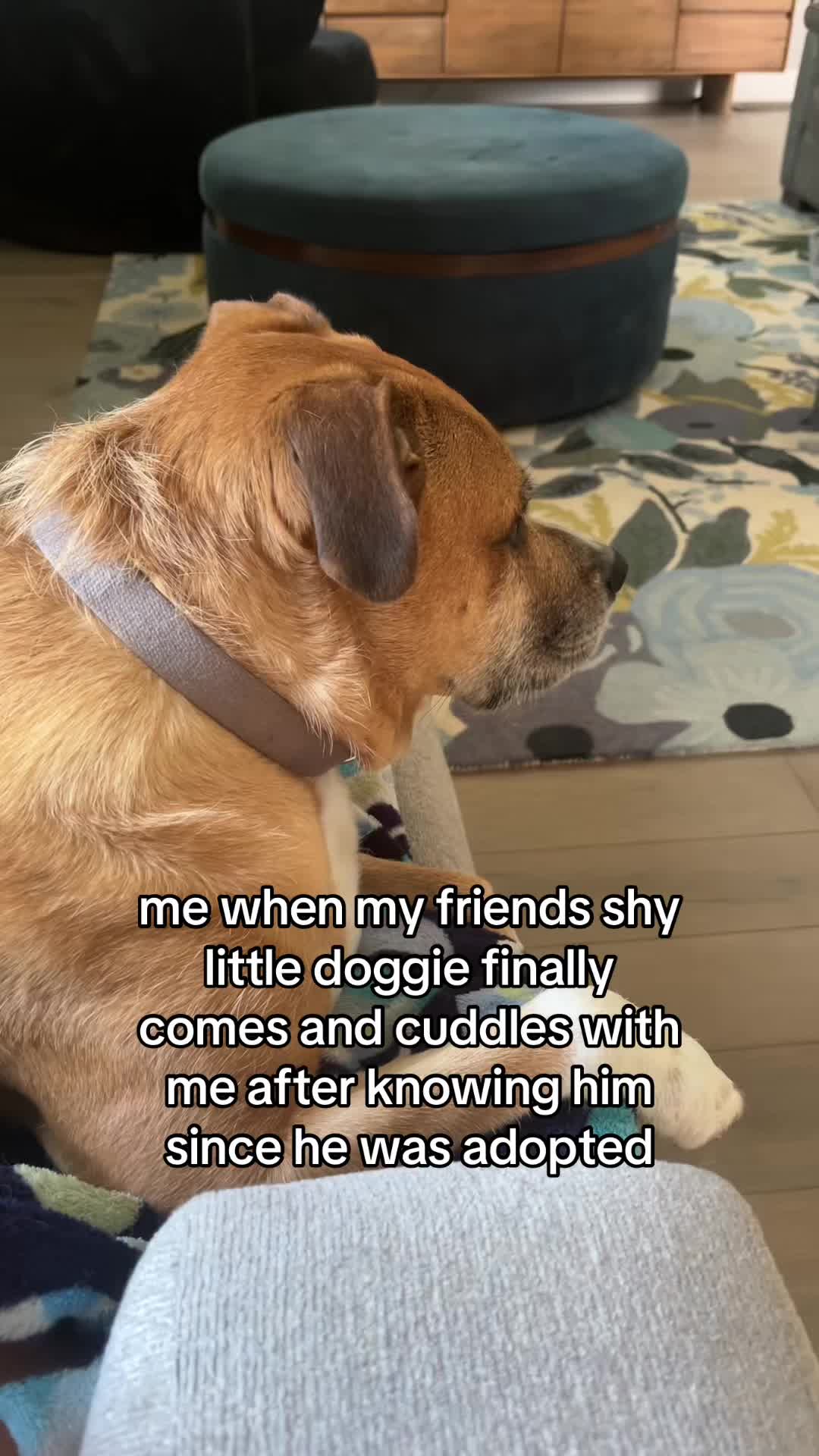 @wizardskillet