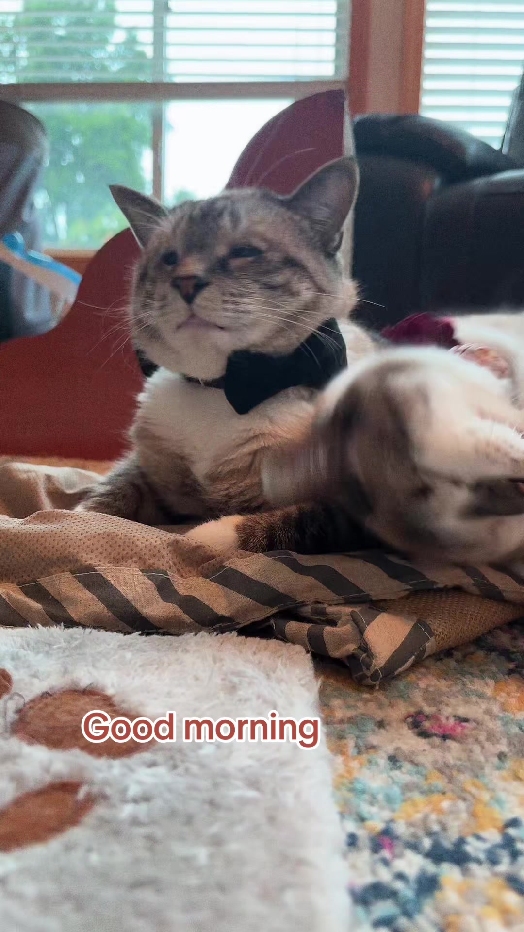 @bellkittiesmom