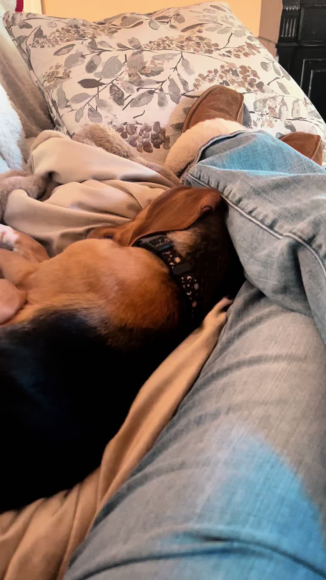 @Rosie the Beagle 🇺🇸🥰 🌞