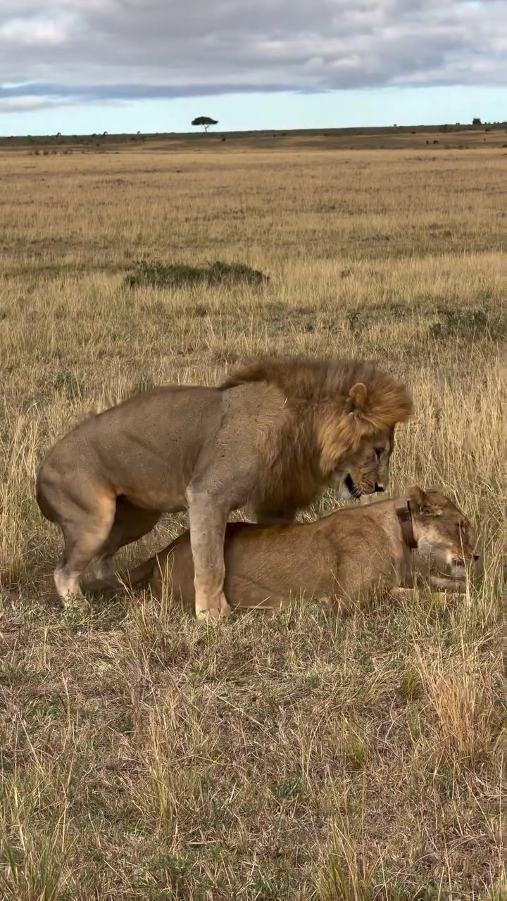@lion_world5