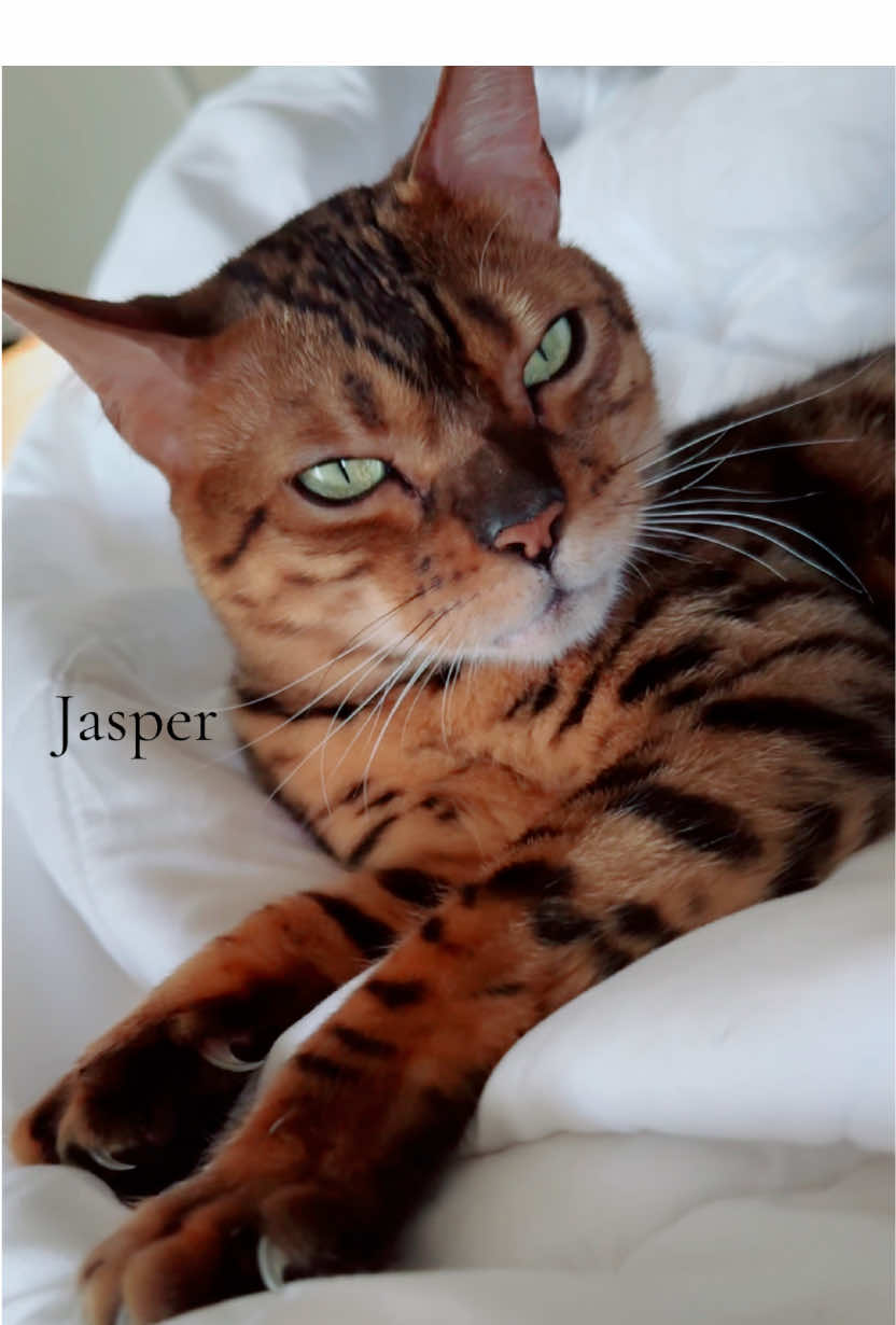 @Jasper🐆Bella🐆Safari🐆