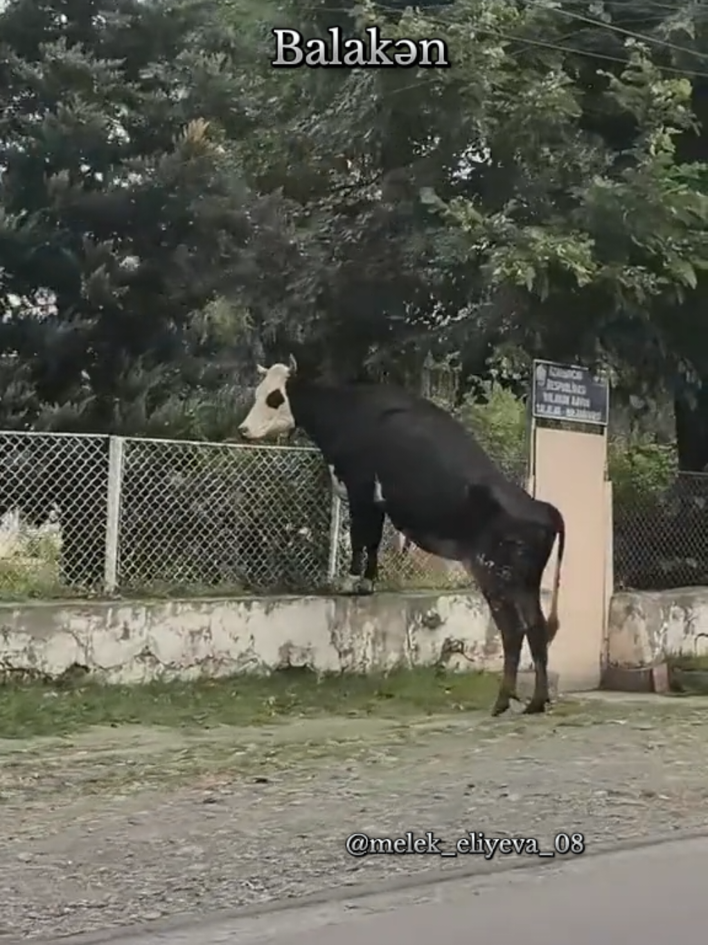 @Balakən li Qız