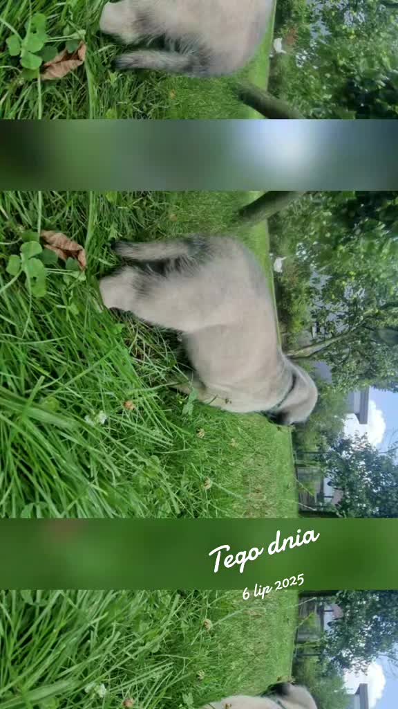 @Animal merwige fci