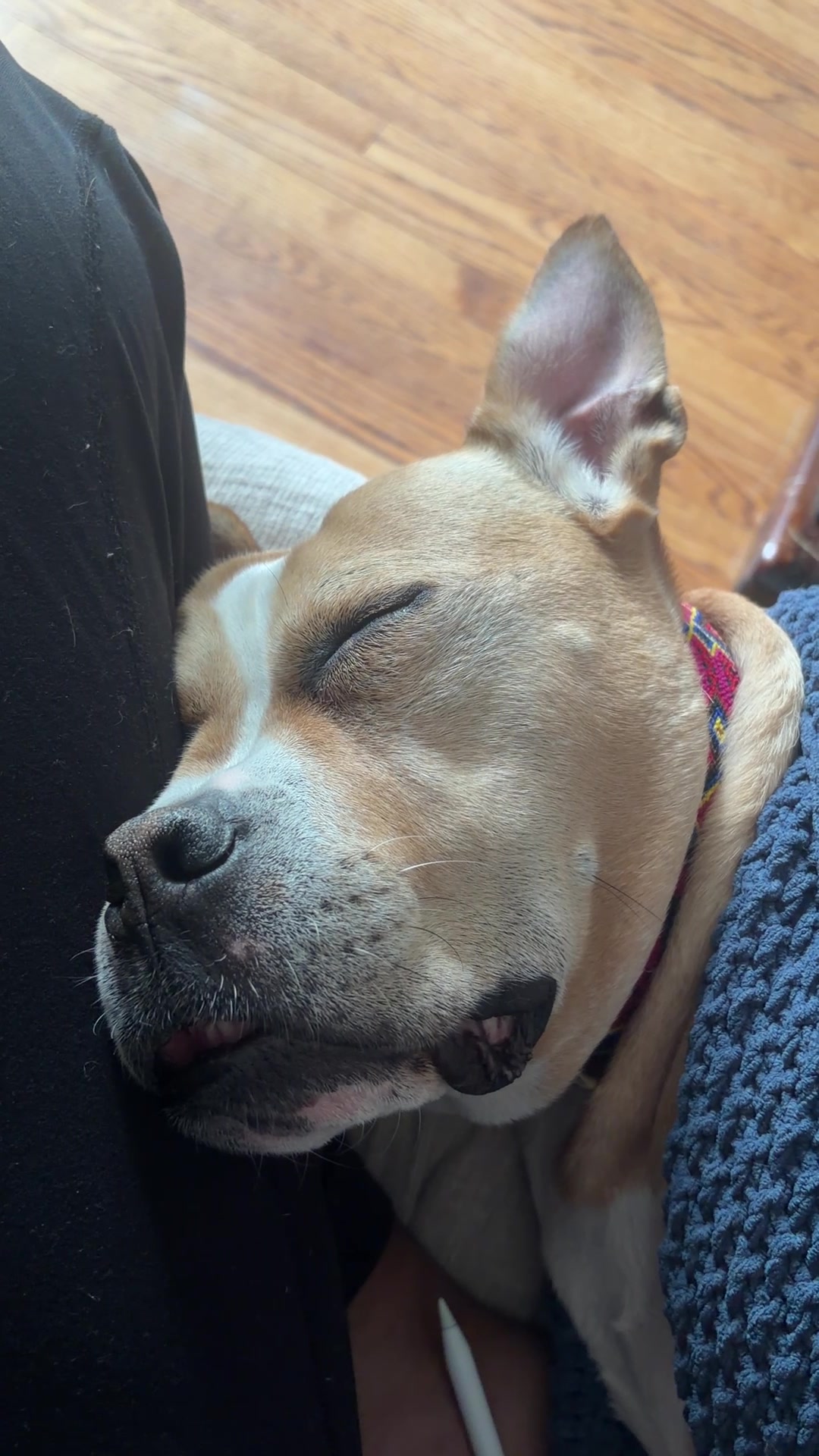 @dogstrainjen