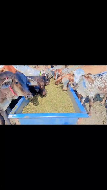@🐄🐄🐄🐄🥀🥀🥀❣️❣️03287490091