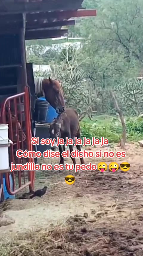 @Viejito Cordova✝️🍀❤️🐎🦅