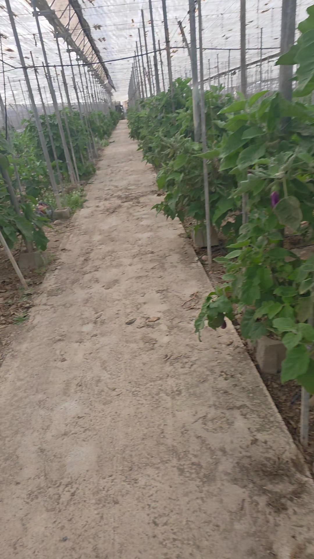 @El Extensionista del Agro