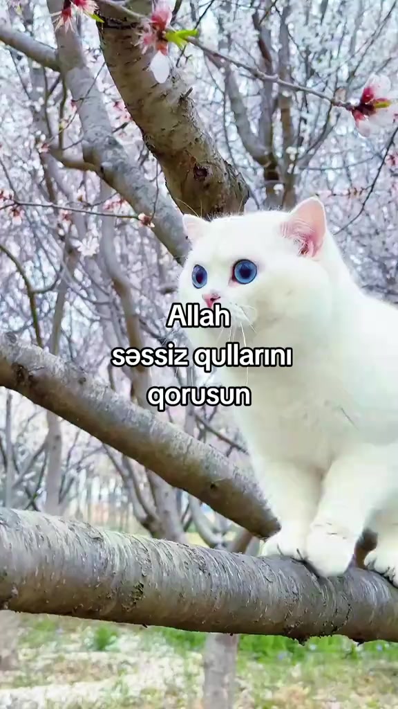 @Qızıl g&uuml;l&uuml;n etri🌹🌹🌹