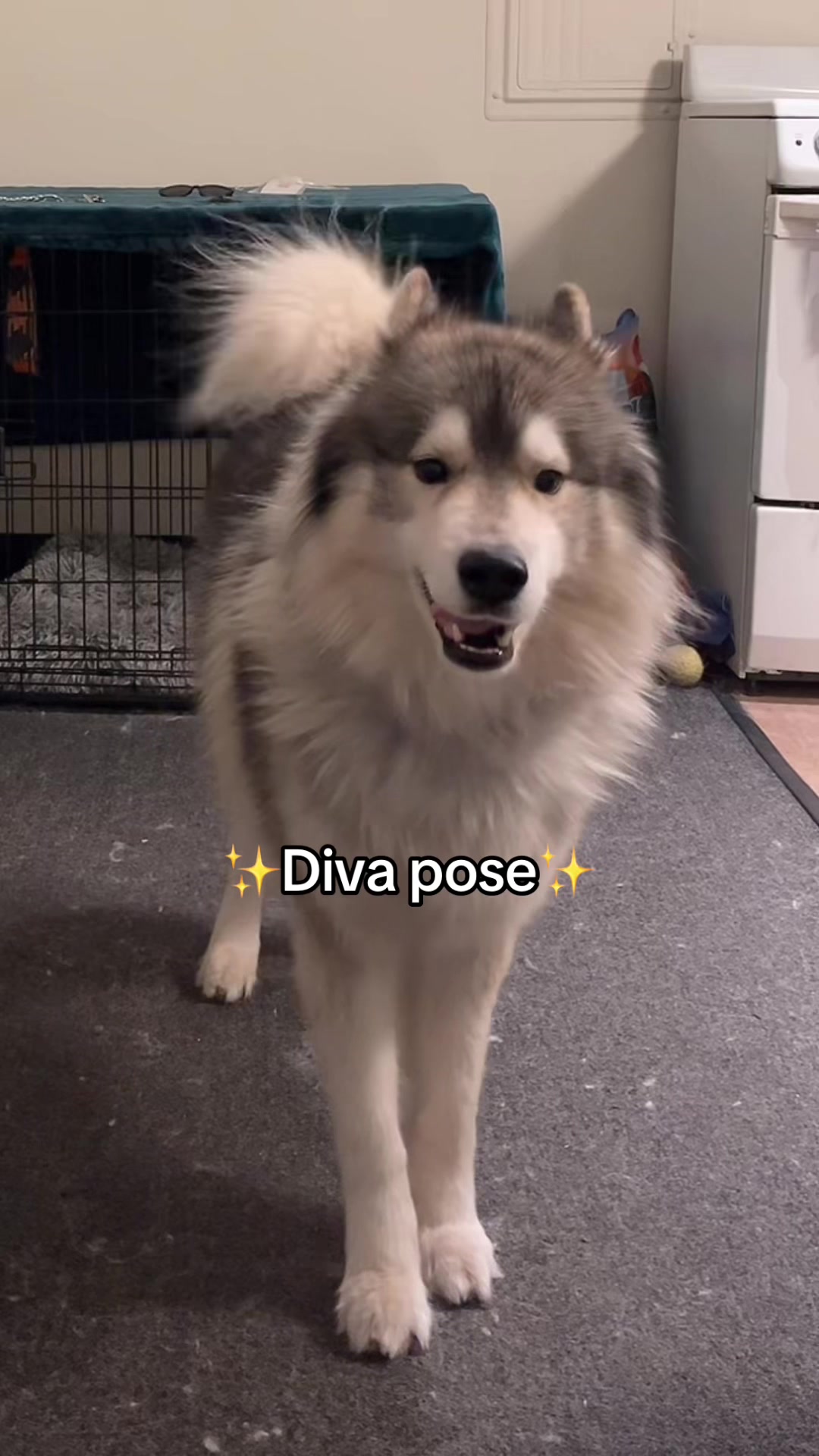 @Echo The Husky