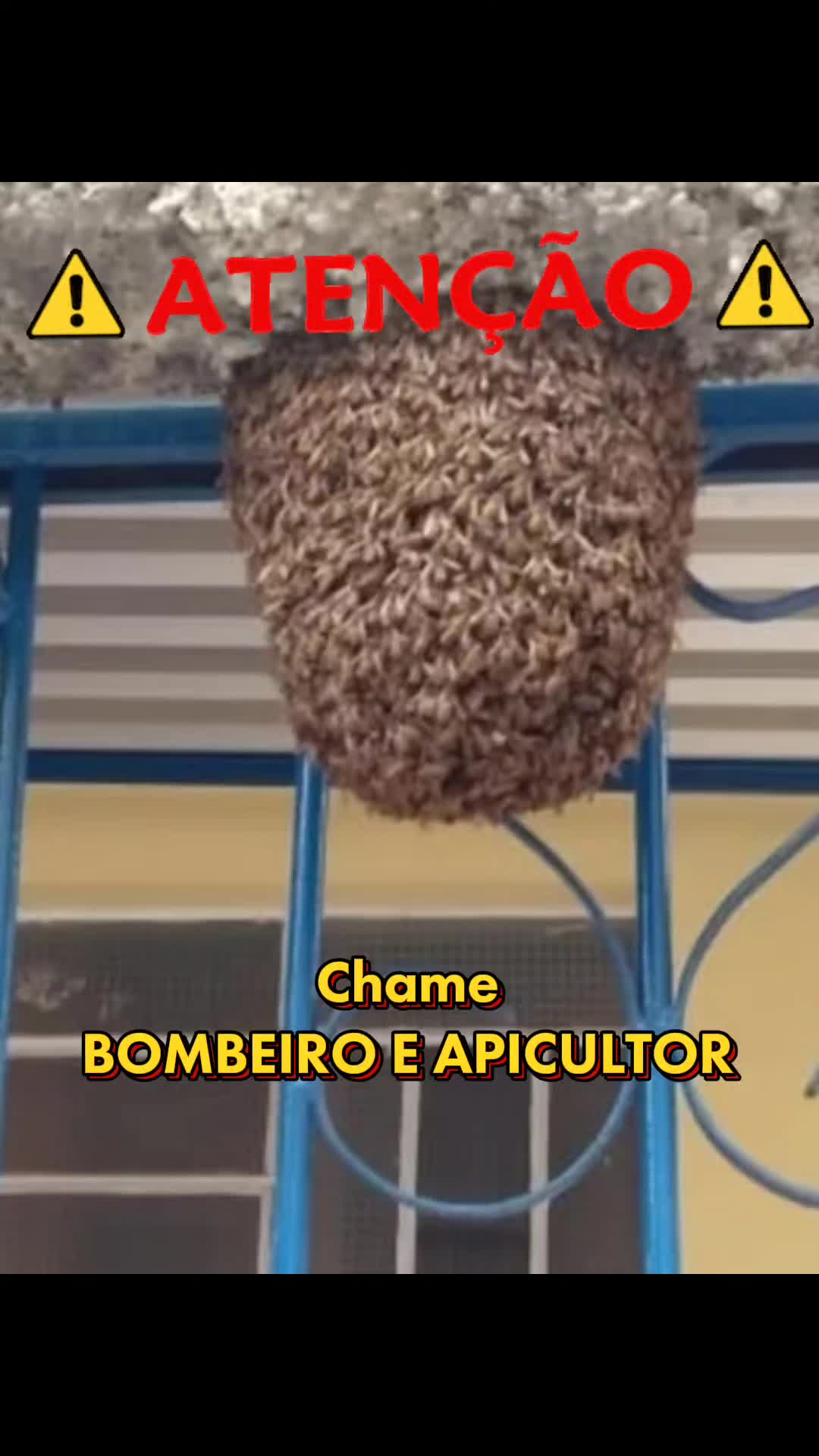 @Se Tu Bora Eu Boro 🛻