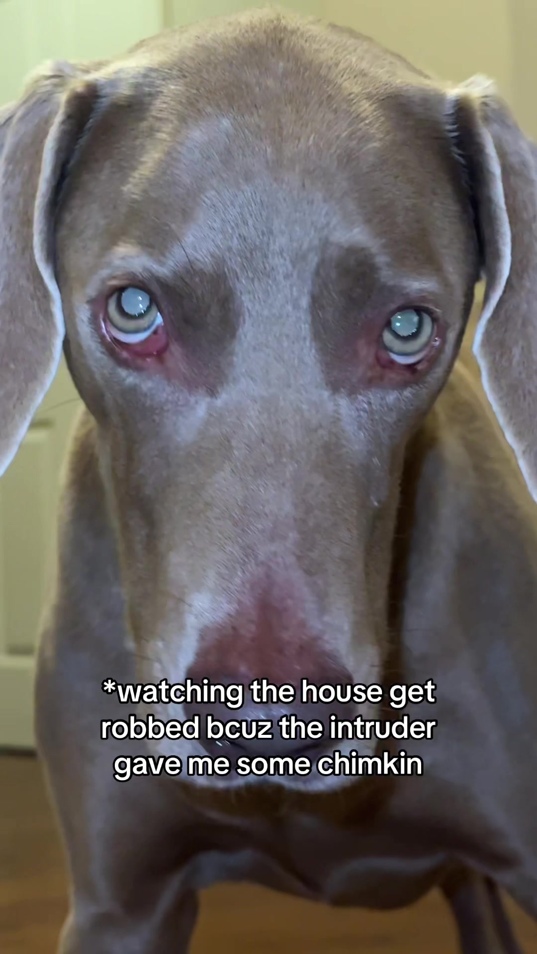 @Zoey the Weim