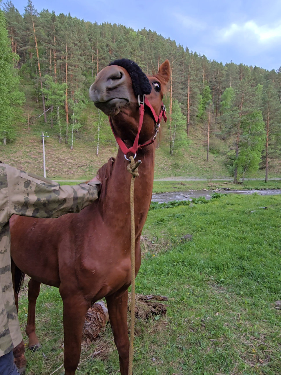@tg: altaihorses