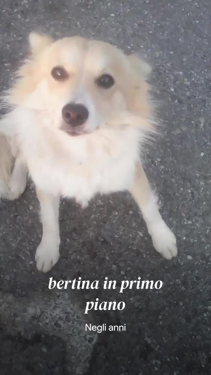 @Amo il lupo tutti gli animali