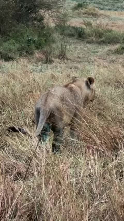 @Guzzicar🦁