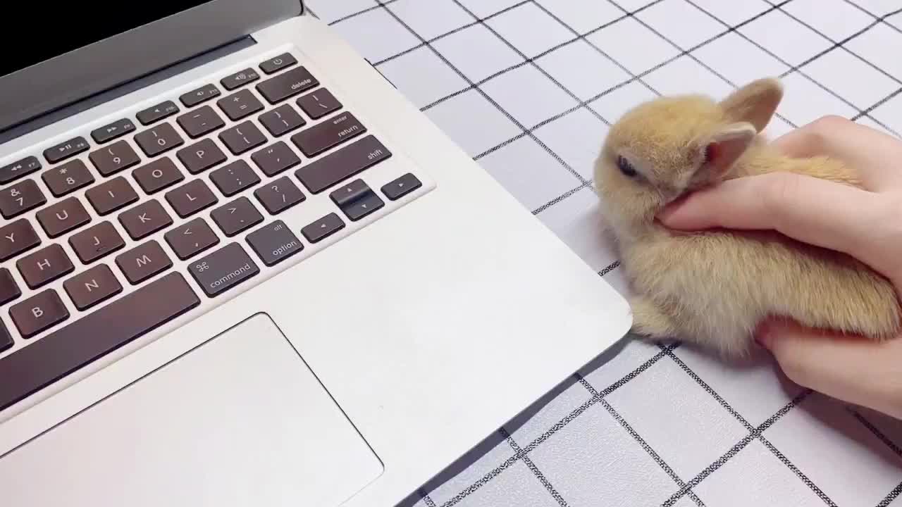 @simon_zazu