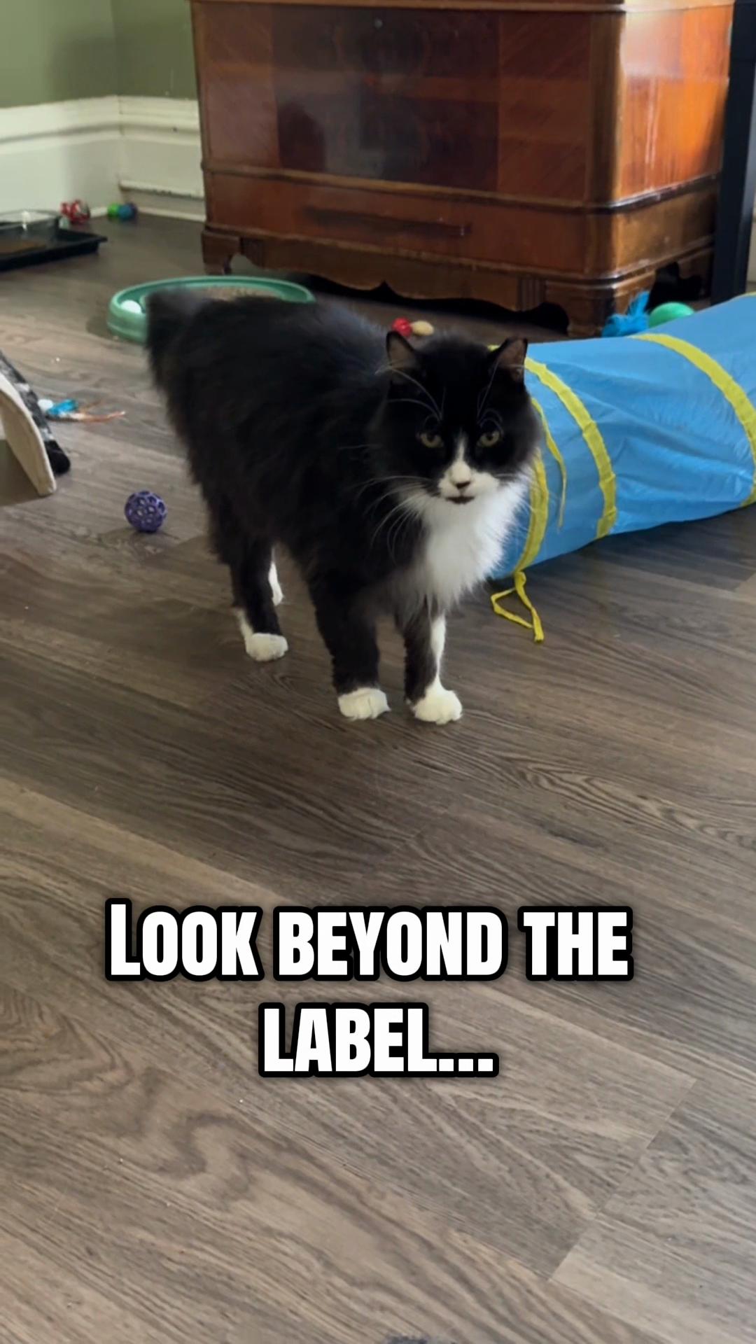 @North Toronto Cat Rescue
