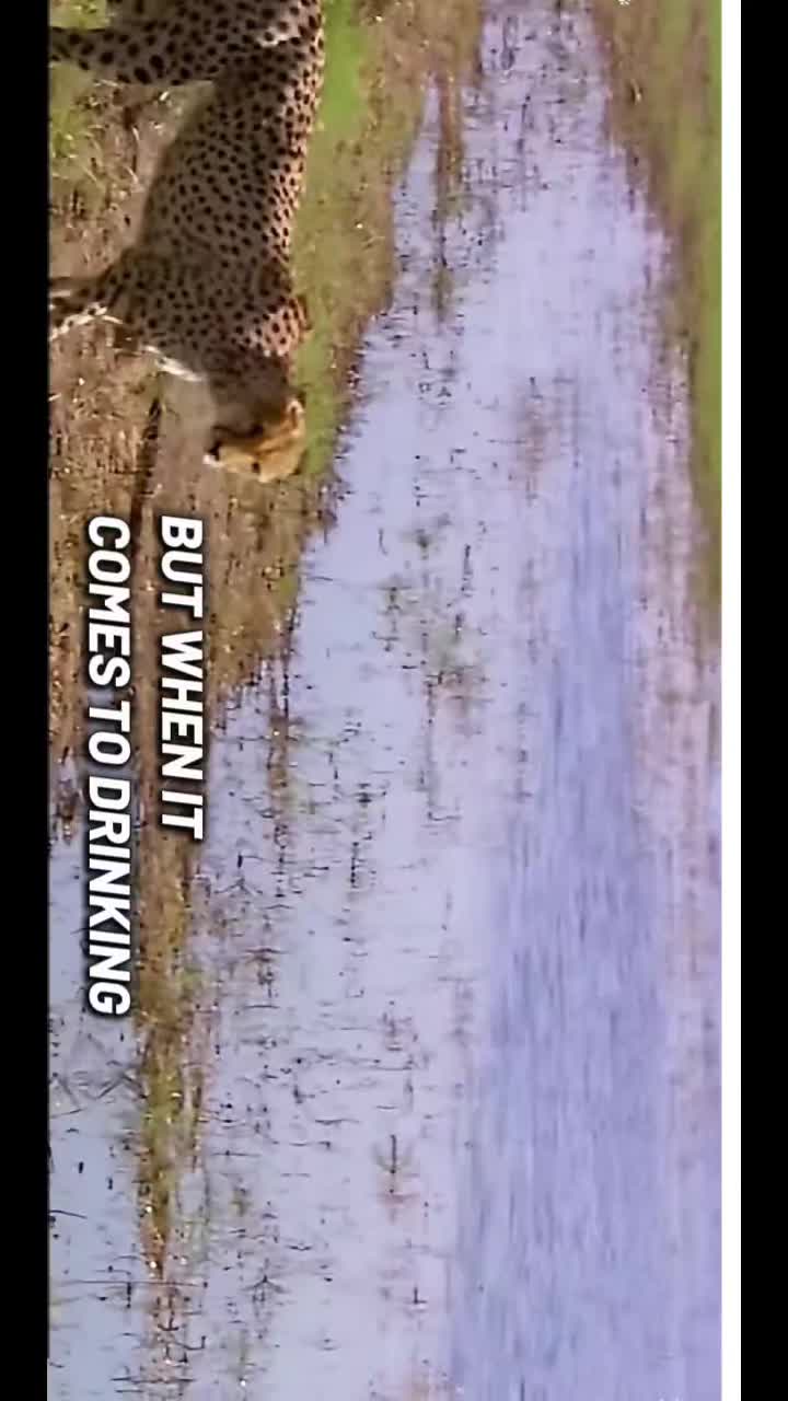 @wild_animal123