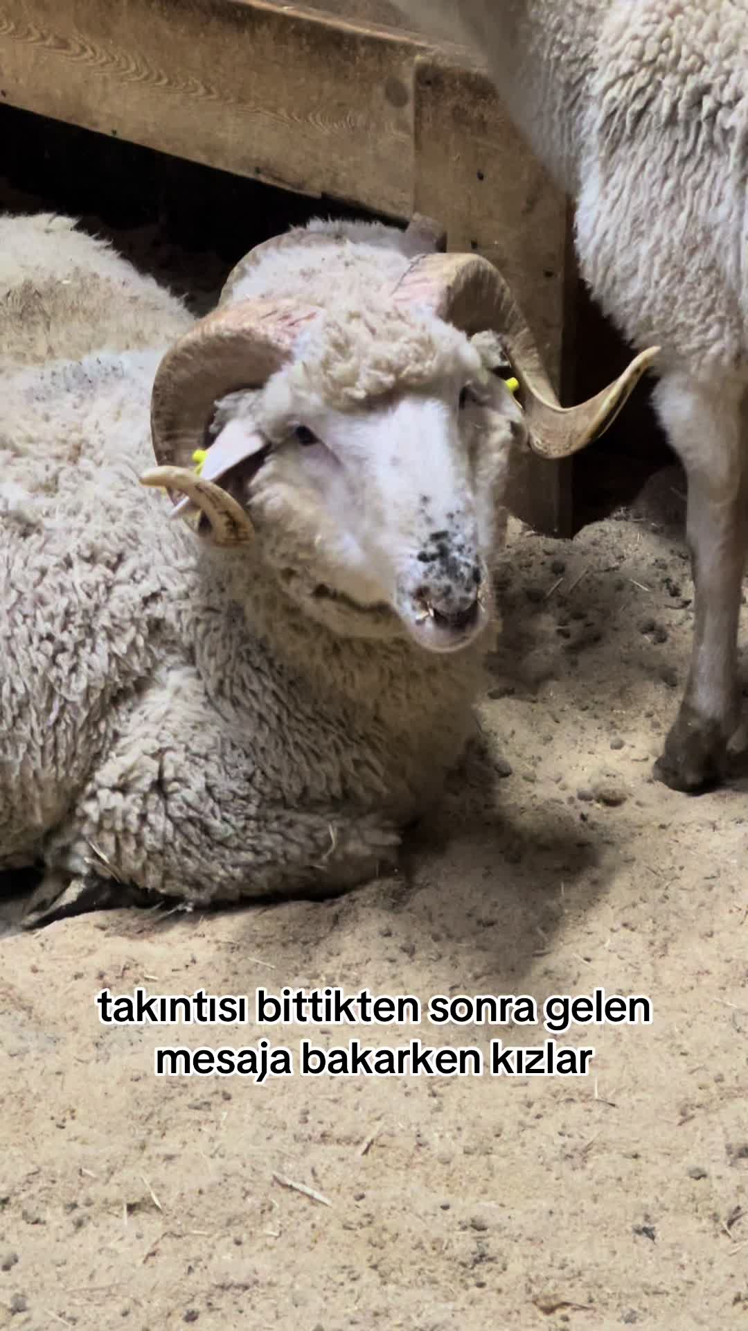 @Tuğba &Ccedil;imen