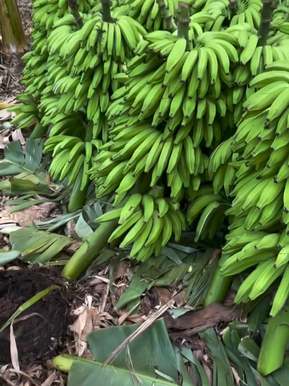 @Kilimo Biashara