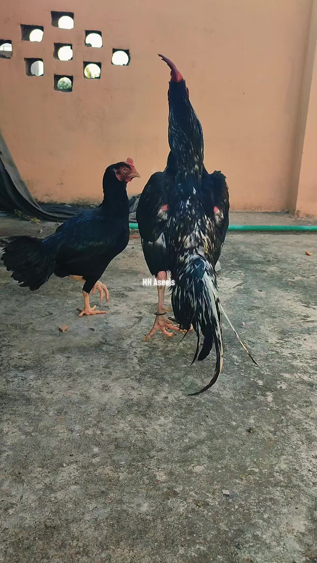 @HH &Aring;sėəłs1