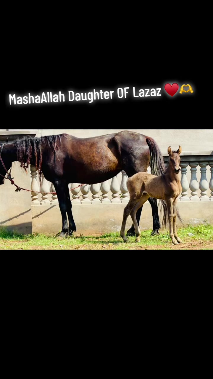 @chalirazagujjar005