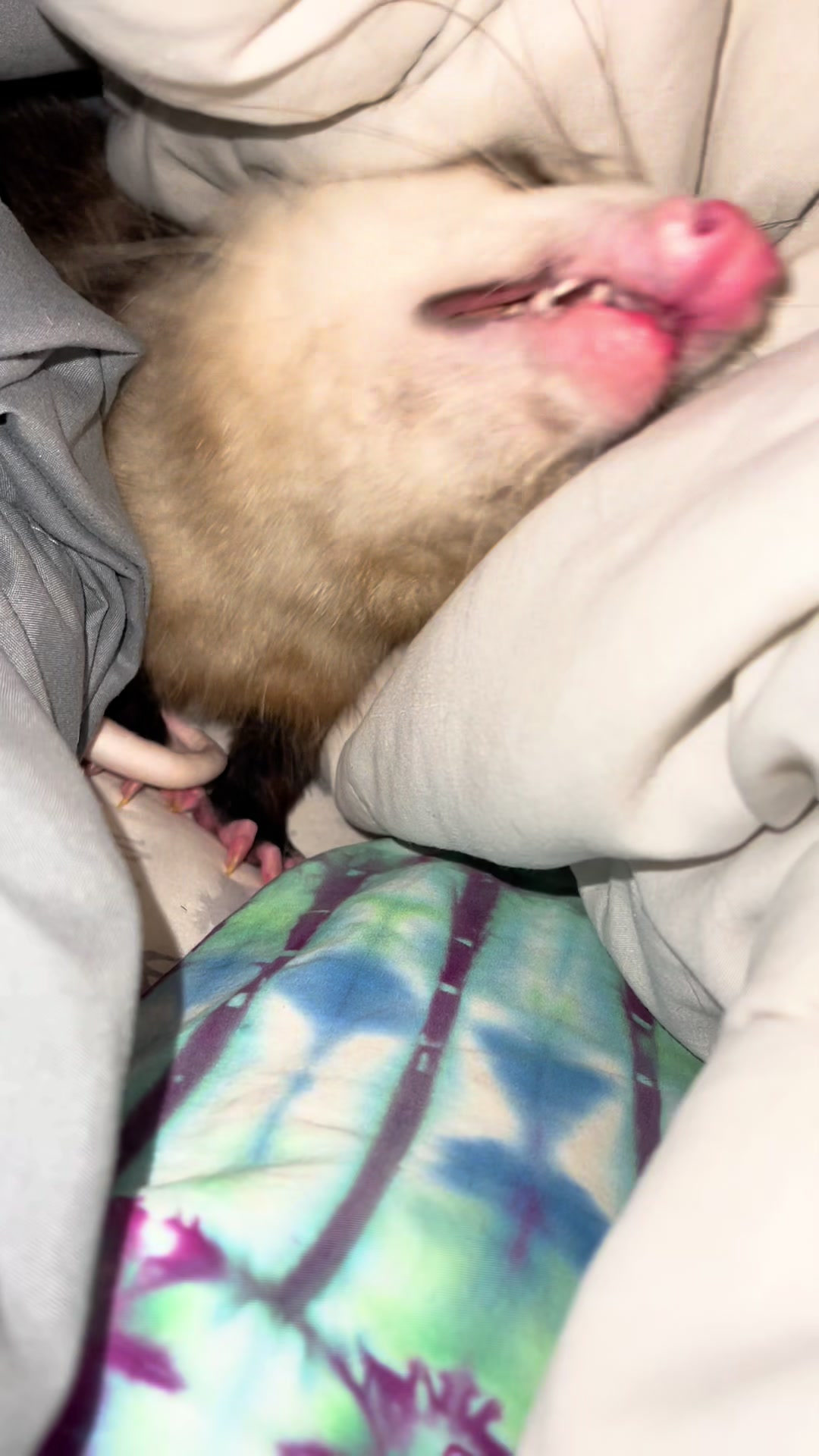 @GladysOpossum