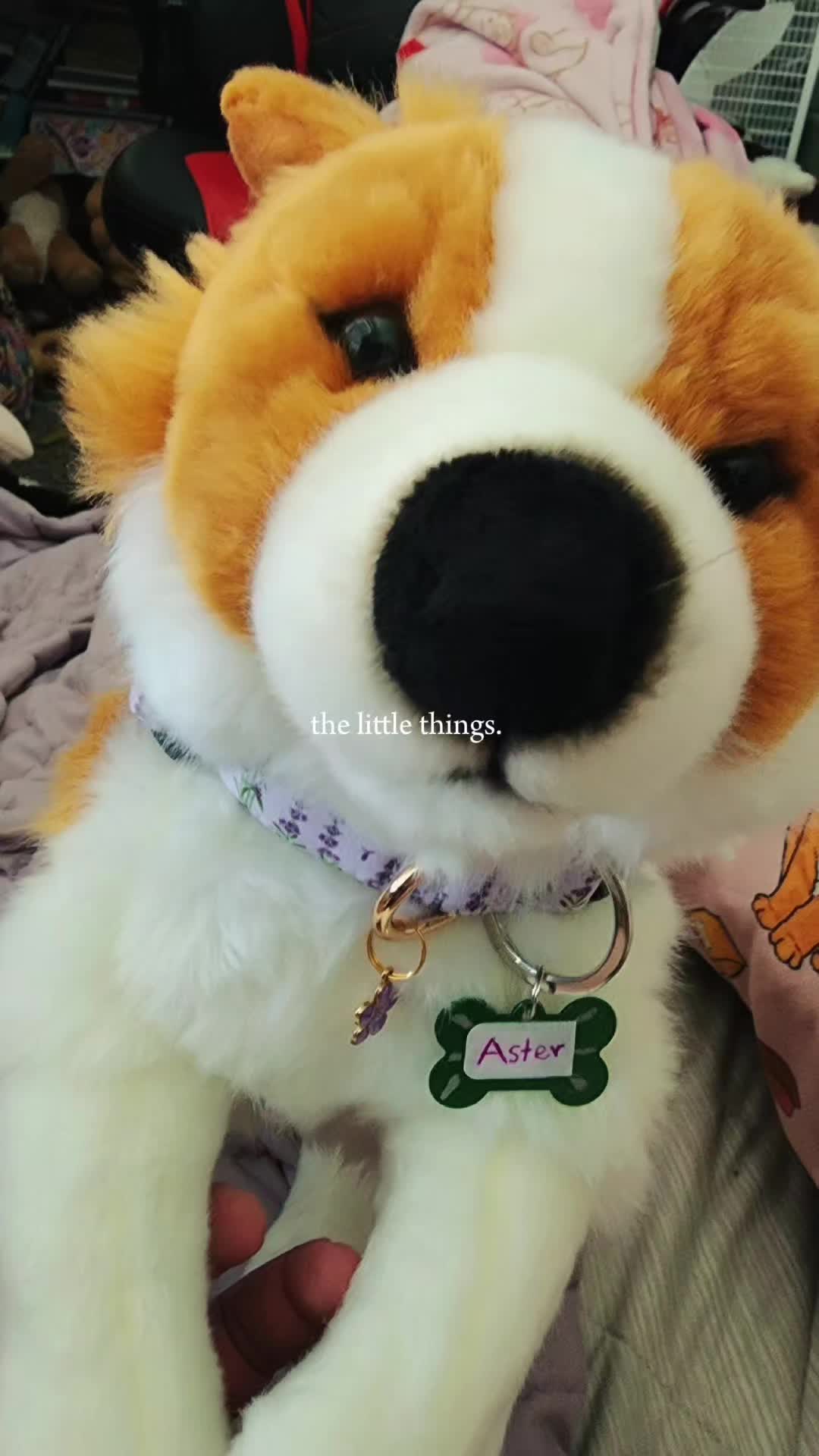 @๐ป Autistix Shiba ๐ณ๏ธ๐
