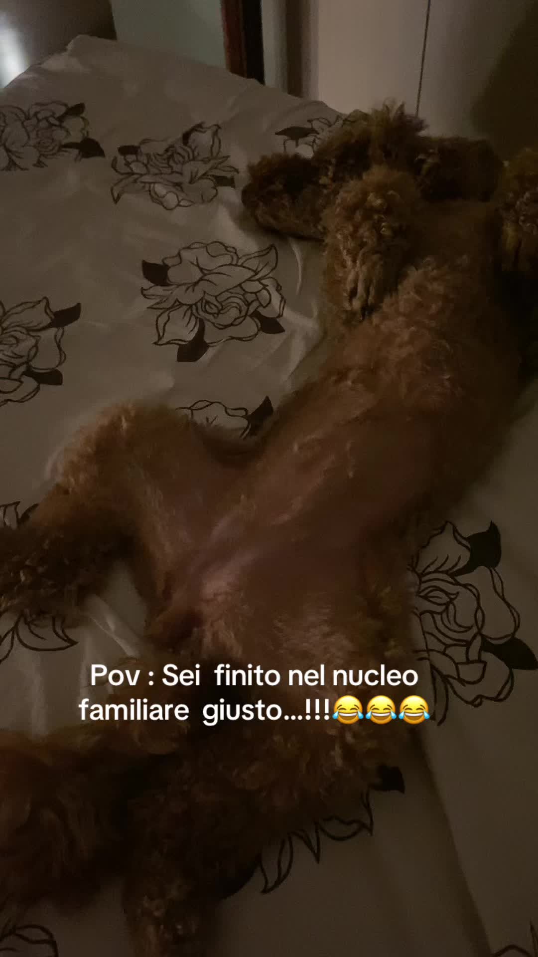 @DENISE&LUCKY🐶🎀🇺🇦
