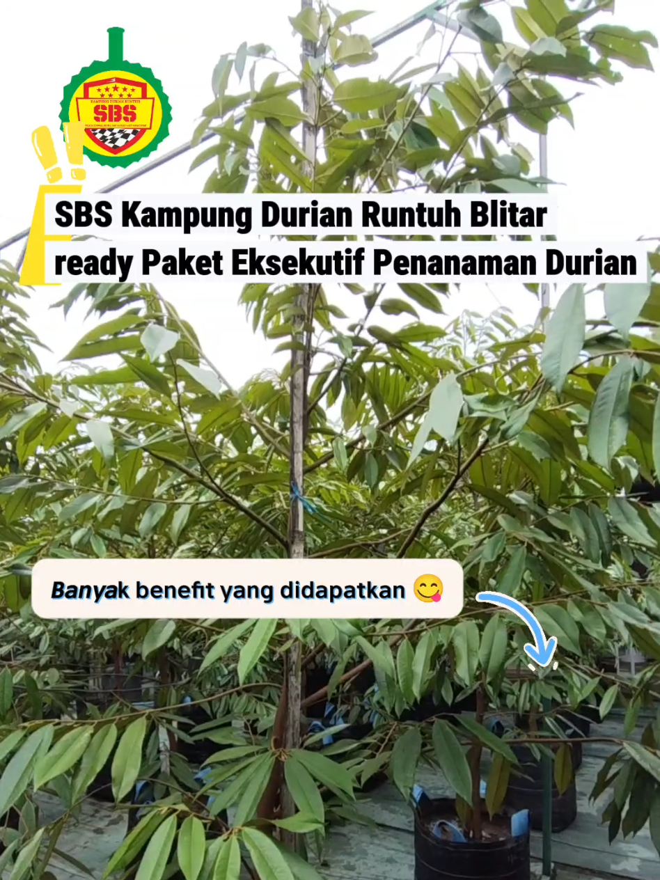 @Produksi Buah_SBS